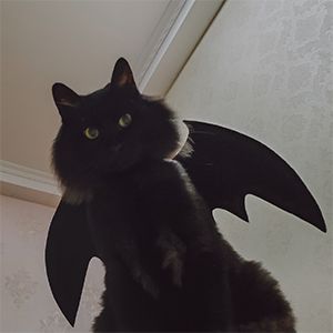 halloweencat